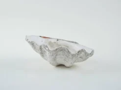 Coquillage Tridacna décoratif, style boho, années 1980