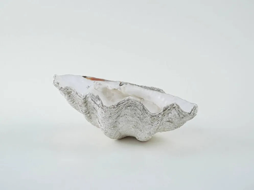 Coquillage Tridacna décoratif, style boho, années 1980