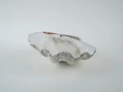 Coquillage Tridacna décoratif, style boho, années 1980