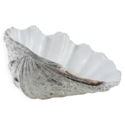 Coquillage Tridacna décoratif, style boho, années 1980