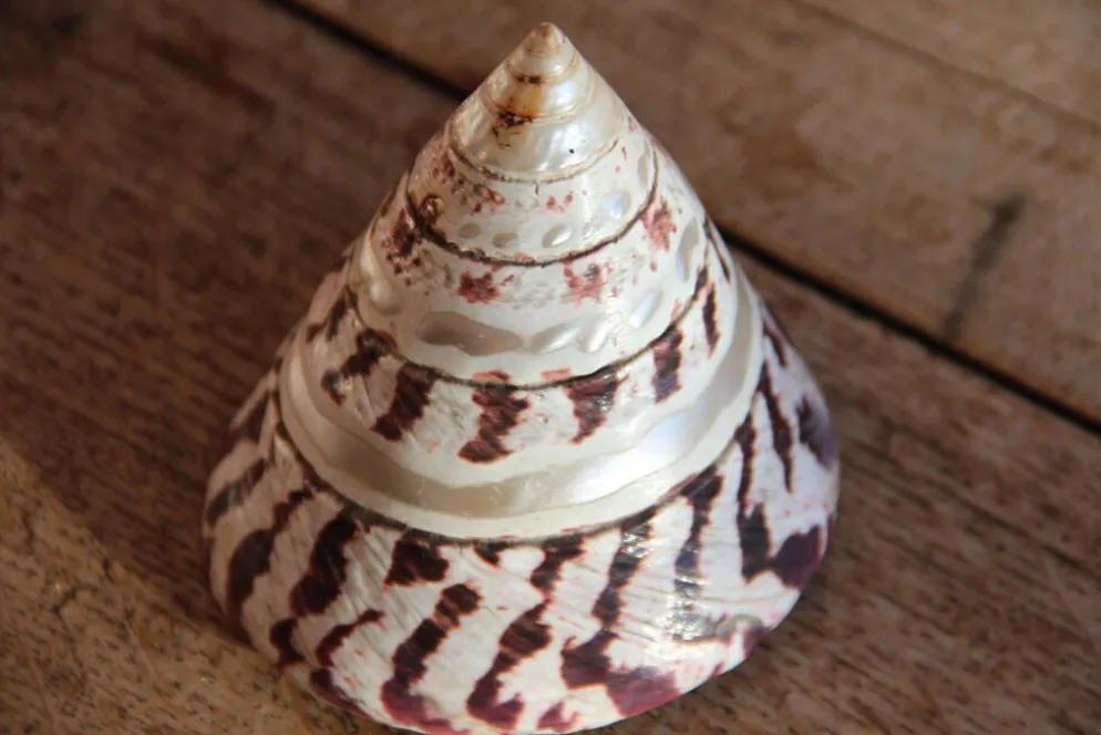 Coquillage Trochus