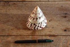 Coquillage Trochus