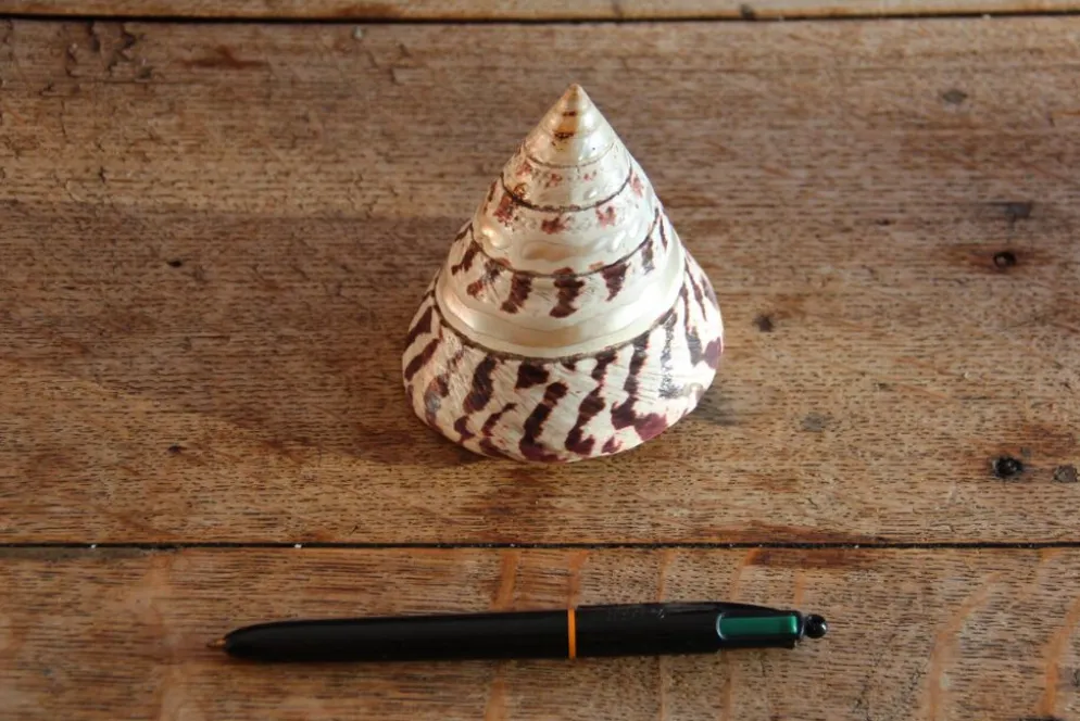 Coquillage Trochus