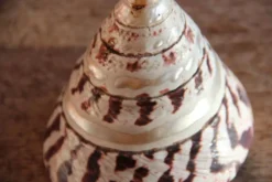 Coquillage Trochus