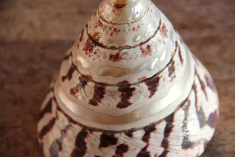 Coquillage Trochus