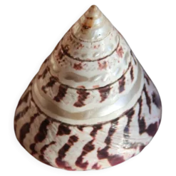 Coquillage Trochus