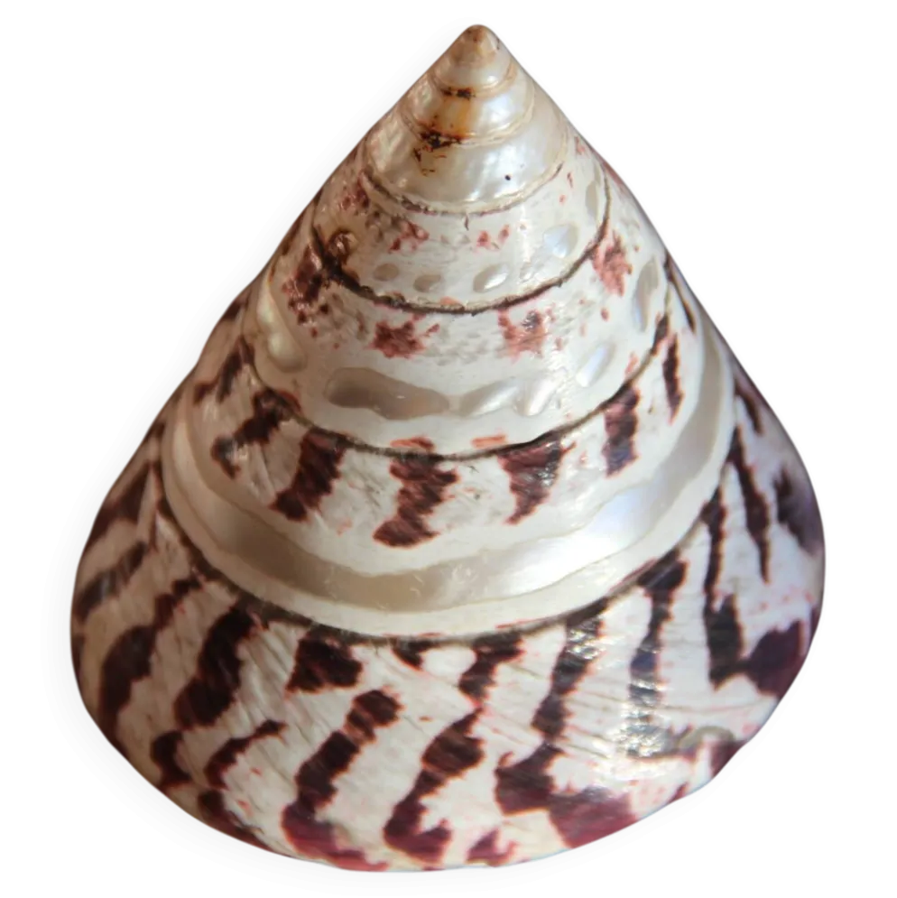 Coquillage Trochus