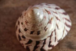 Coquillage Trochus