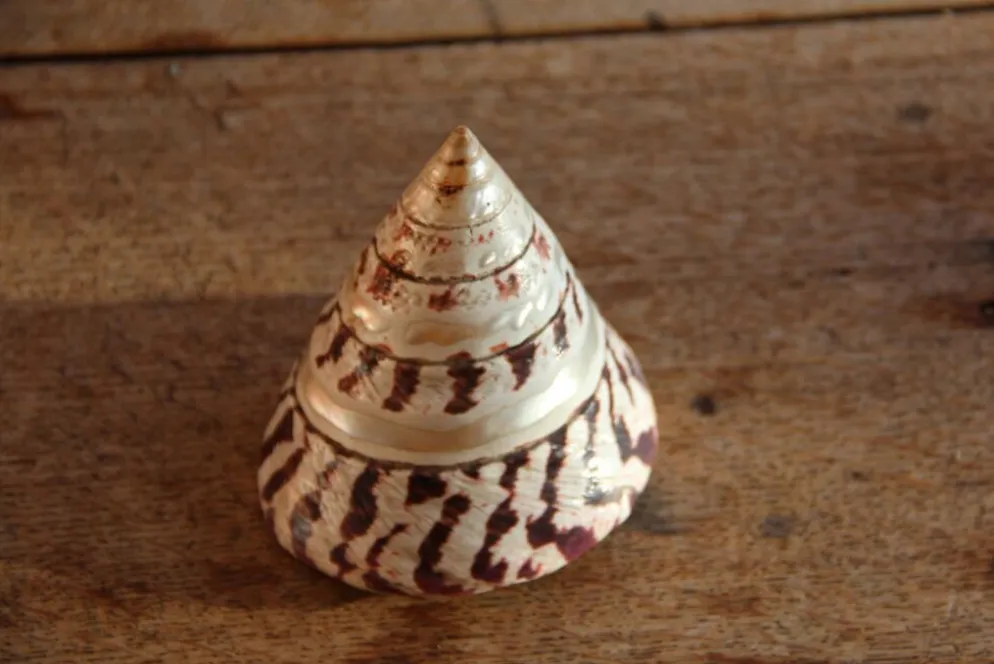 Coquillage Trochus