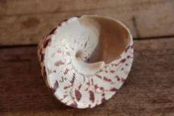 Coquillage Trochus