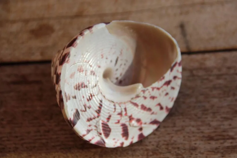 Coquillage Trochus