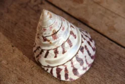 Coquillage Trochus