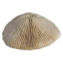 Corail ancien