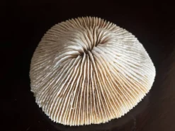 Corail ancien
