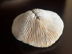 Corail ancien
