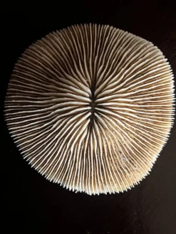 Corail ancien