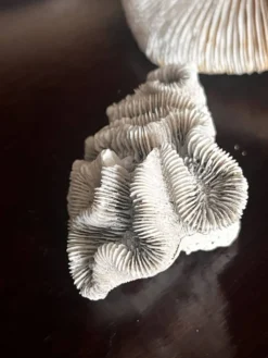 Corail ancien