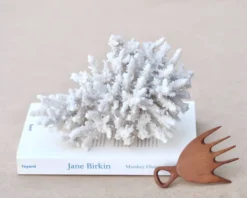 Corail blanc naturel cabinet de curiosités, années 70