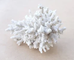 Corail blanc naturel cabinet de curiosités, années 70