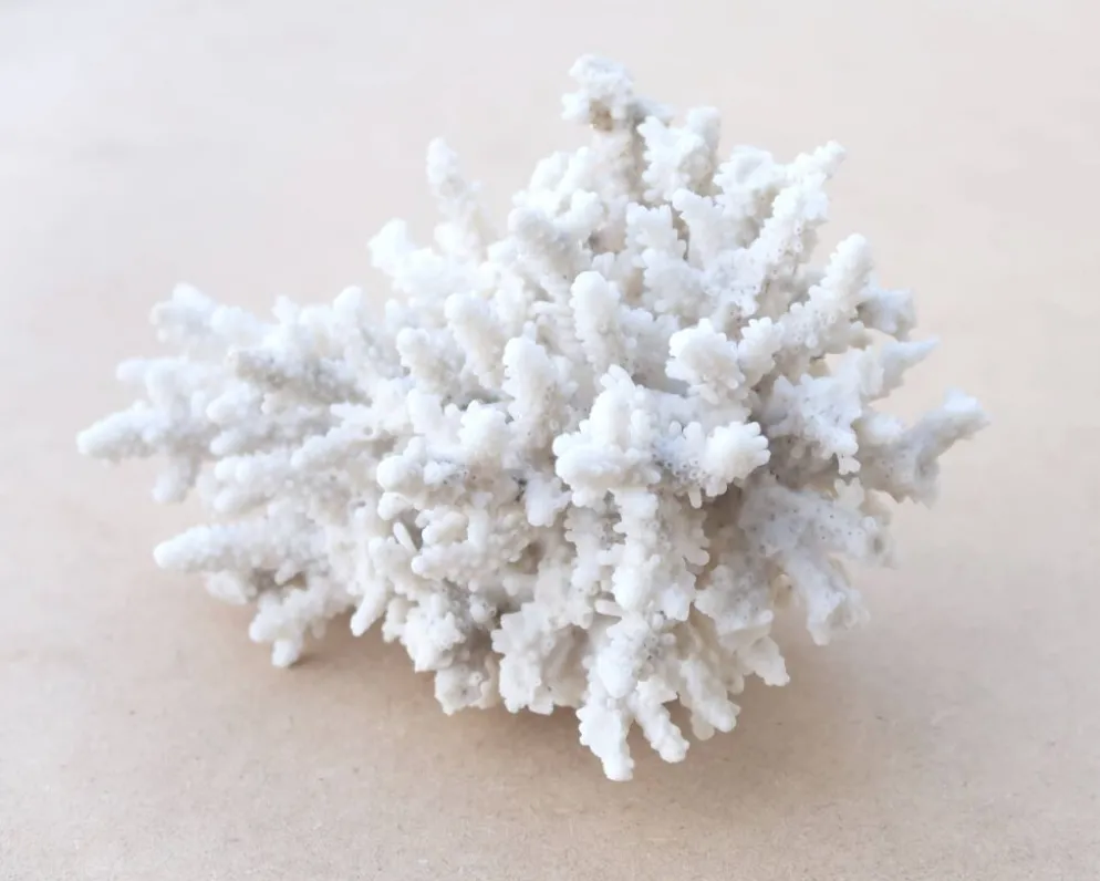 Corail blanc naturel cabinet de curiosités, années 70