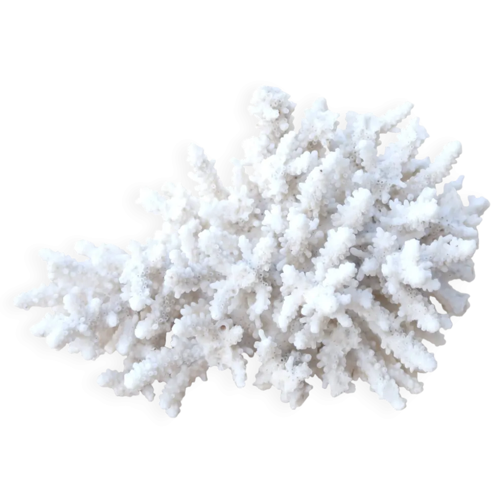 Corail blanc naturel cabinet de curiosités, années 70