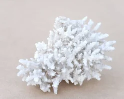 Corail blanc naturel cabinet de curiosités, années 70