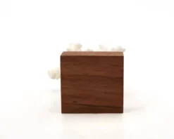 Corail blanc naturel sur socle en bois, années 70