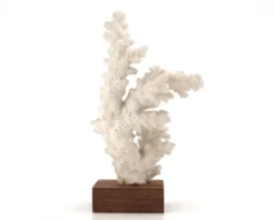 Corail blanc naturel sur socle en bois, années 70