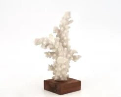Corail blanc naturel sur socle en bois, années 70