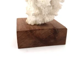 Corail blanc naturel sur socle en bois, années 70