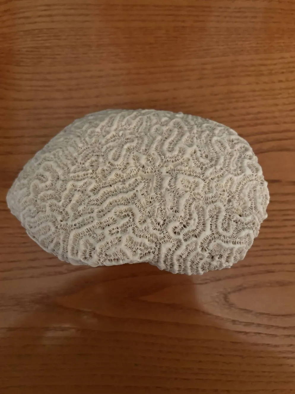 Corail cerveau
