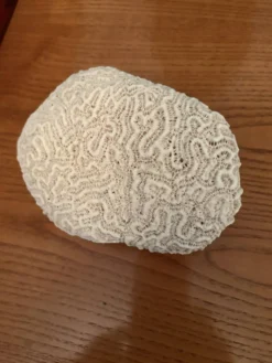 Corail cerveau