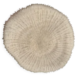 Corail Fungia « coussin de requin »