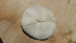 Corail naturel rond