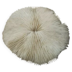 Corail naturel rond