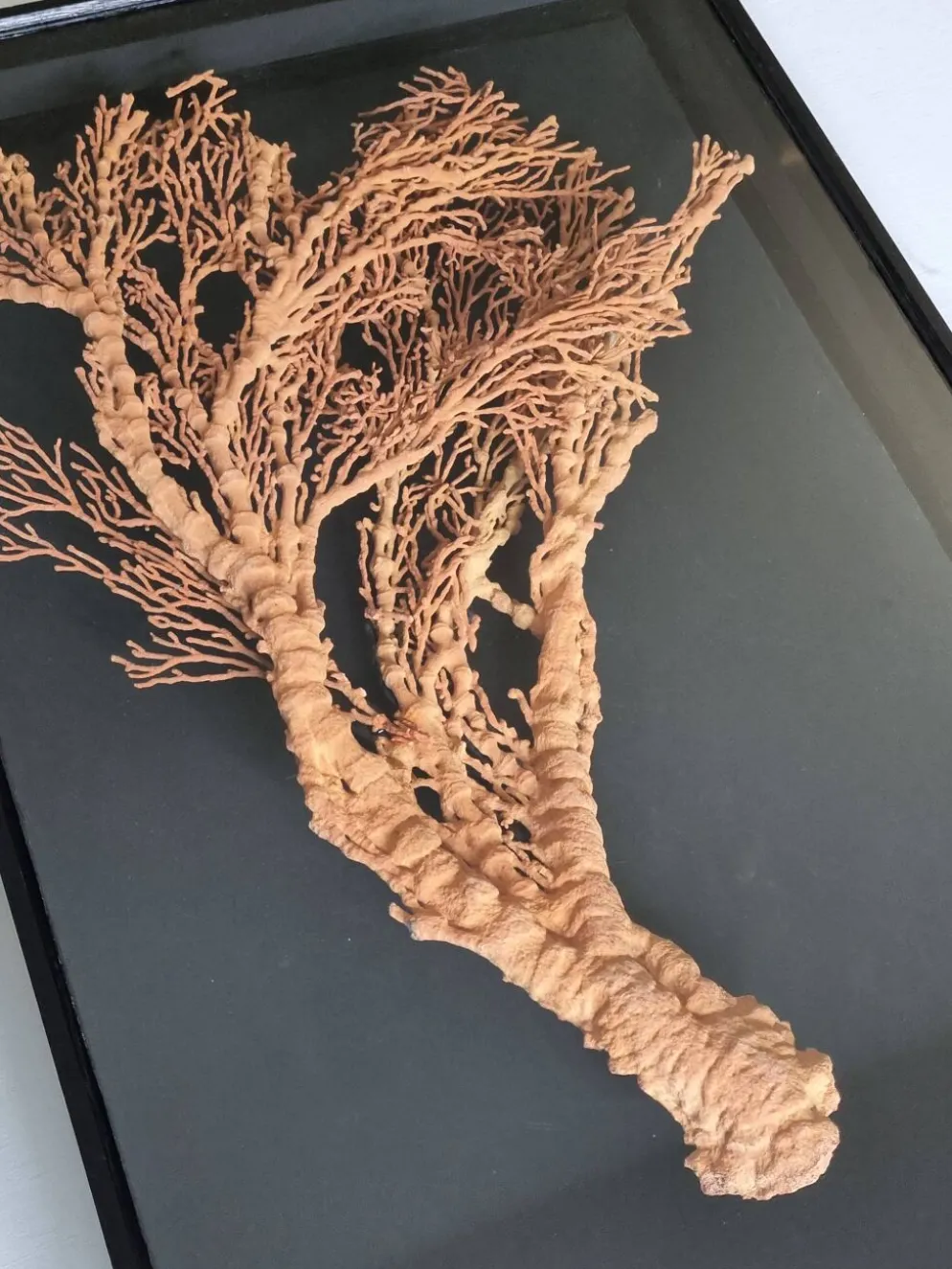 Corail orange, "Gorgone" encadré sous verre, 60 cm