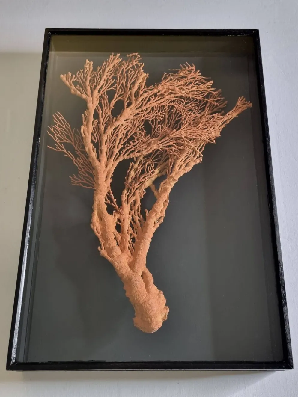 Corail orange, "Gorgone" encadré sous verre, 60 cm