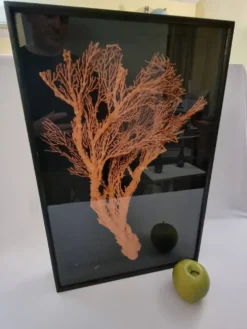 Corail orange,