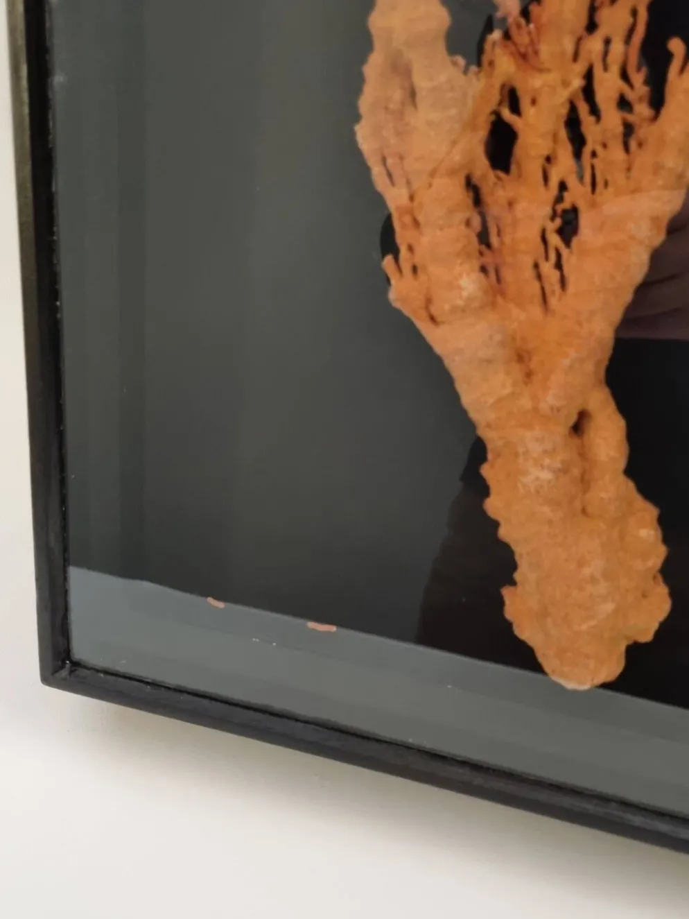 Corail orange, "Gorgone" encadré sous verre, 60 cm