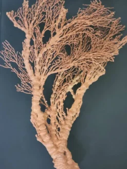Corail orange,