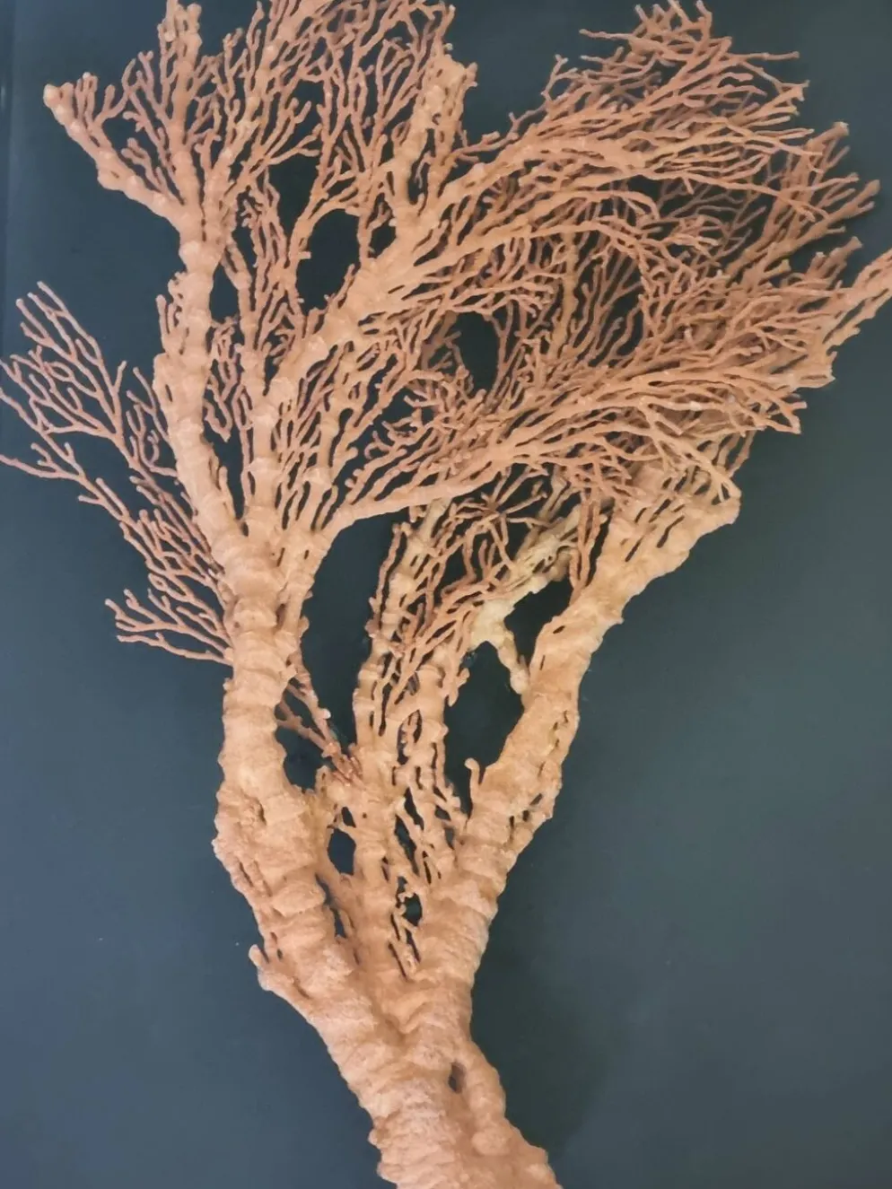 Corail orange, "Gorgone" encadré sous verre, 60 cm
