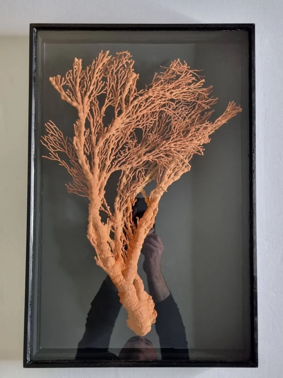 Corail orange, "Gorgone" encadré sous verre, 60 cm