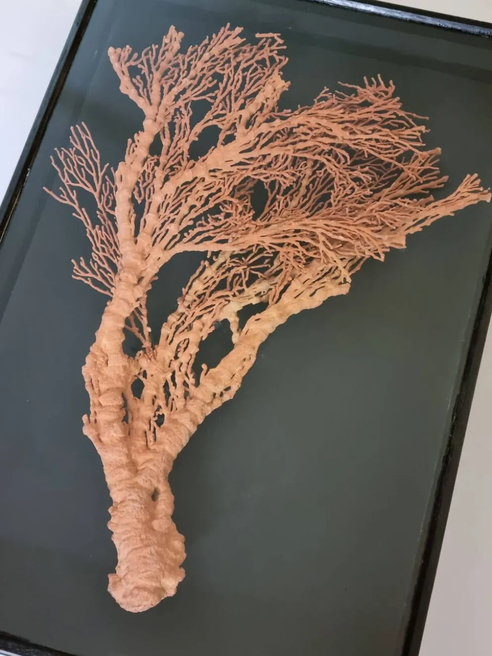 Corail orange, "Gorgone" encadré sous verre, 60 cm