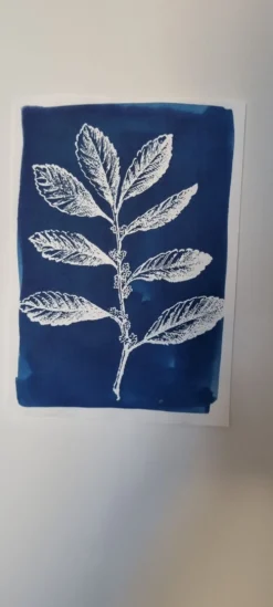 Cyanotype botanique
