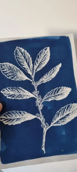 Cyanotype botanique