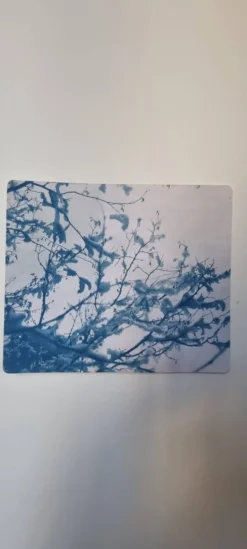 Cyanotype photographique