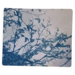 Cyanotype photographique
