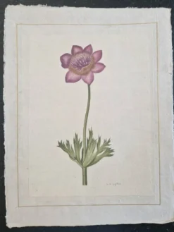 Dessin à l'aquarelle sur soie - Anémone - La Roche Laffitte (Né en 1943)
