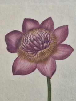 Dessin à l'aquarelle sur soie - Anémone - La Roche Laffitte (Né en 1943)
