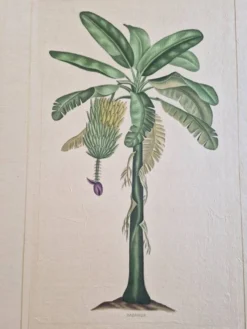 Dessin à l'aquarelle sur soie - Bananier - La Roche Laffitte (Né en 1943)